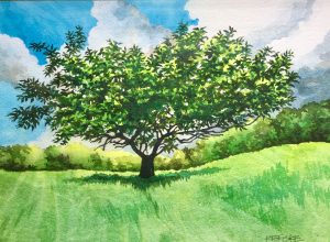 Apple Tree Early Summer, watercolor