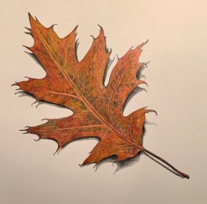 Oak Leaf, prismacolor pencil