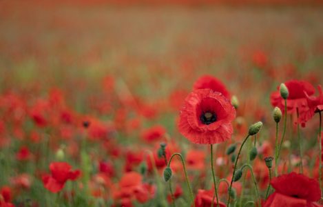 poppies for veterans day