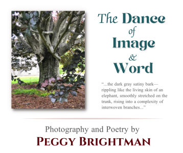 Peggy Brightman exhibition banner
