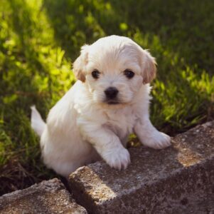 puppy on lawn