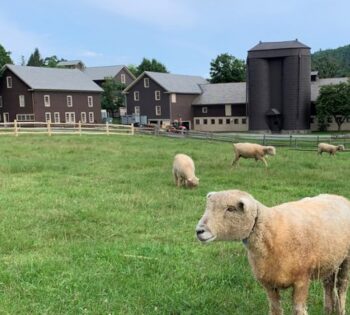 Sheep at Billings Farm