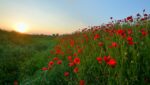 Poppy field with blue sky