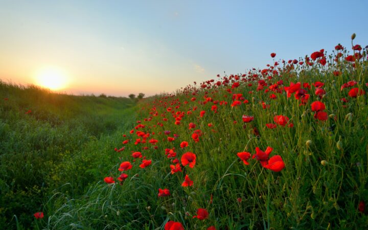 Poppy field with blue sky