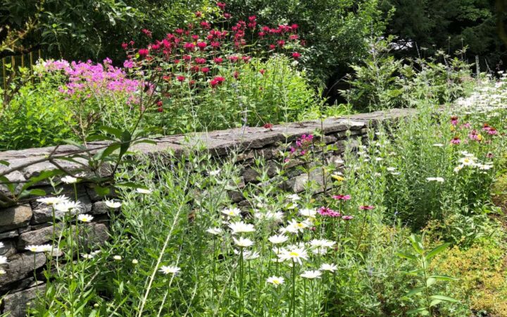 Side garden with summer flowers