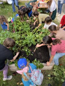 children harvesting the potato plot @ NWPL
